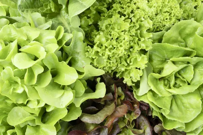 Assorted fresh lettuce leaves in a mix of green varieties