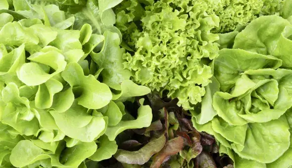 Assorted fresh lettuce leaves in a mix of green varieties