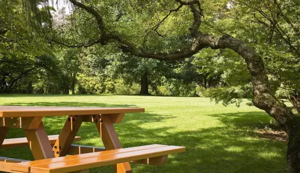 Wooden picnic table on a sunny green lawn surrounded by trees